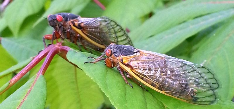 New Jersey's Giant Cicada