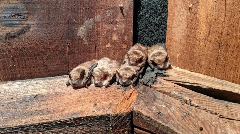 New Jersey's Pine Barrens Bats