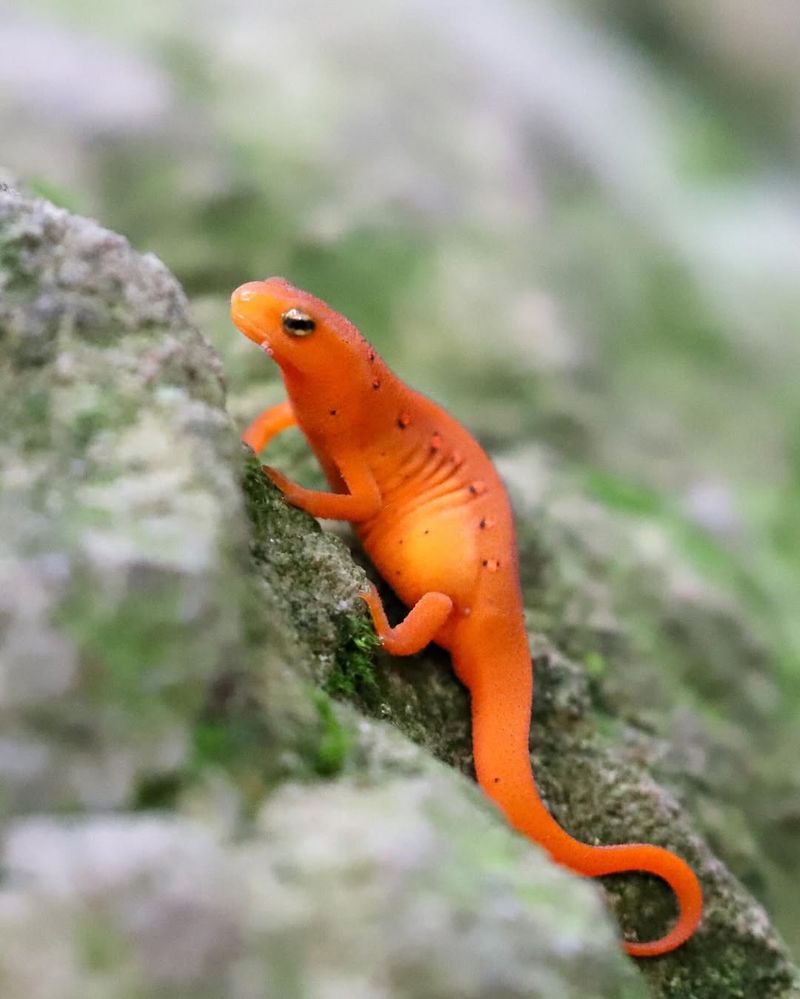 New Jersey's Forest Jewel: Eastern Red-backed Salamander