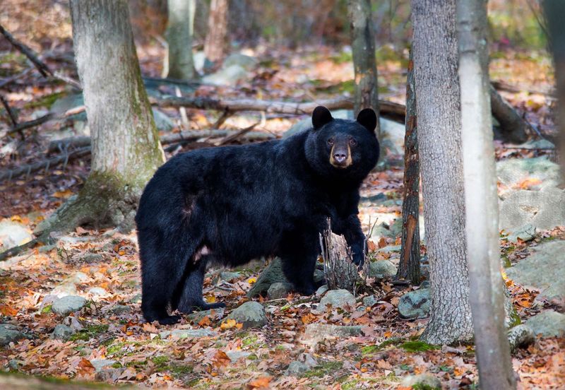 New Jersey Bear