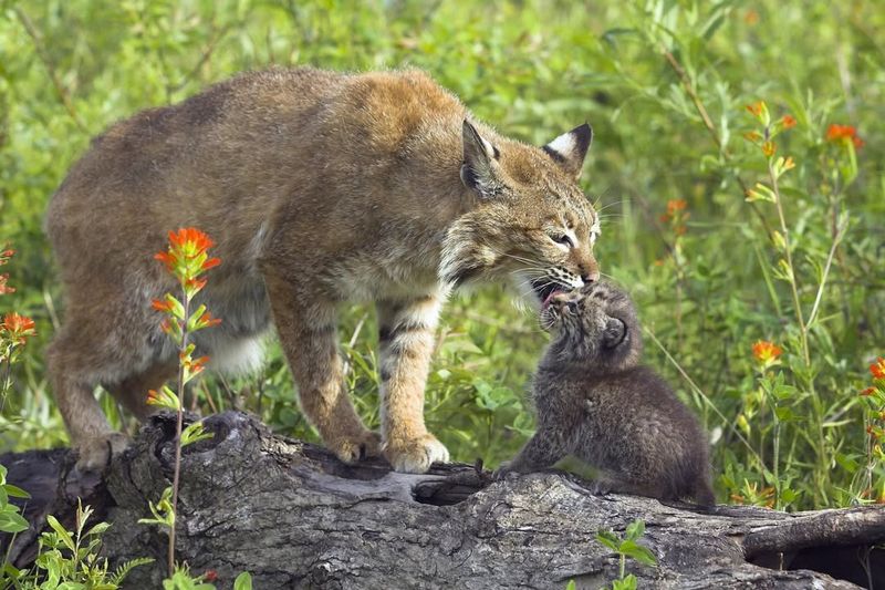 New Jersey - Bobcat