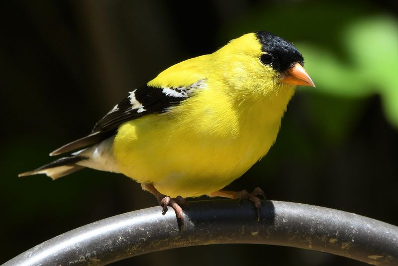 New Jersey: Eastern Goldfinch