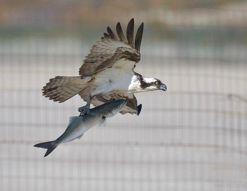 New Jersey - Osprey