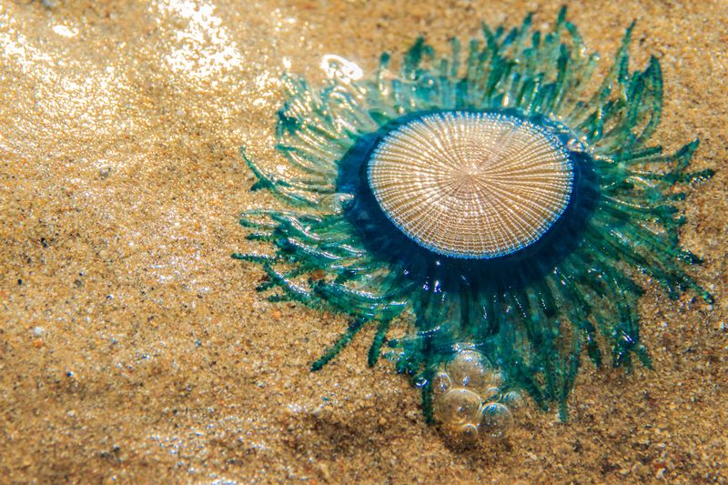 New Jersey - The Huge Blue Jellyfish