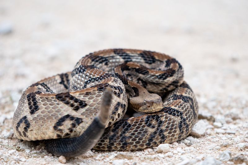 New Jersey - Timber Rattlesnake