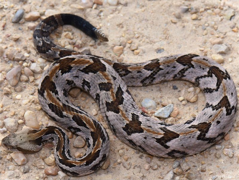 New Jersey - Timber Rattlesnakes