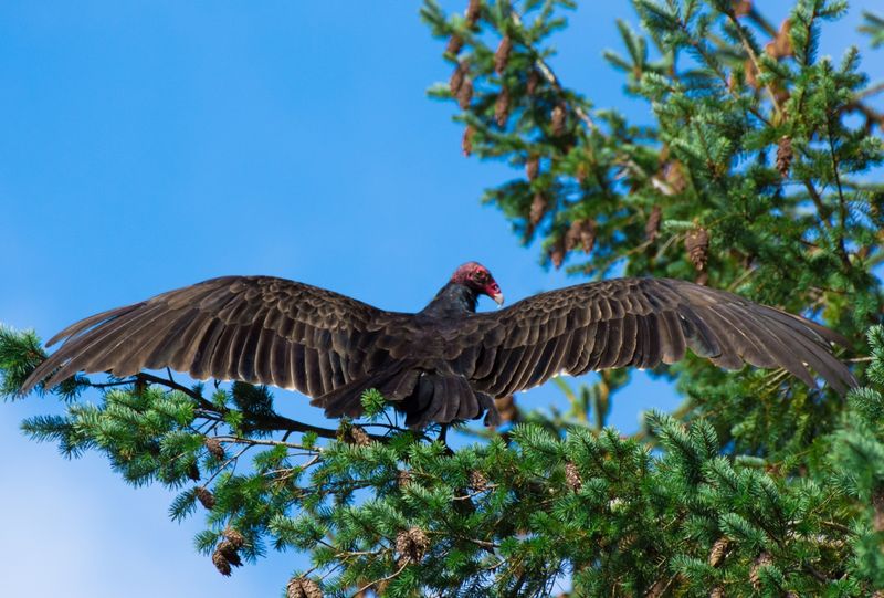 New Jersey - Turkey Vulture