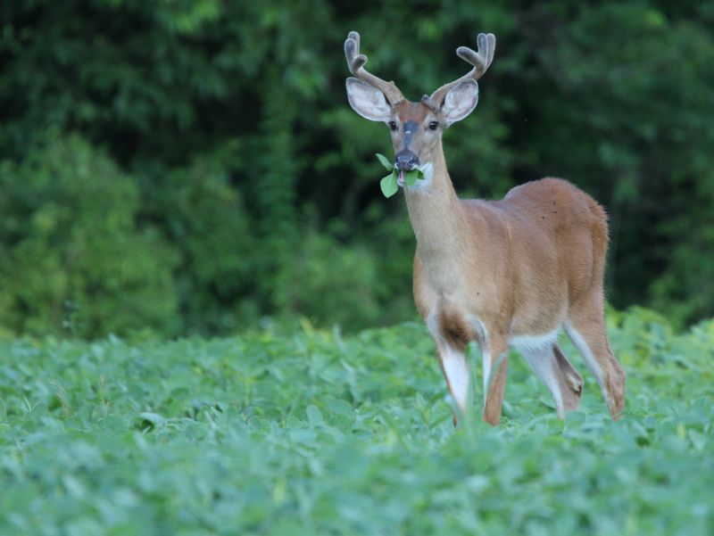 New Jersey - White-Tailed Deer