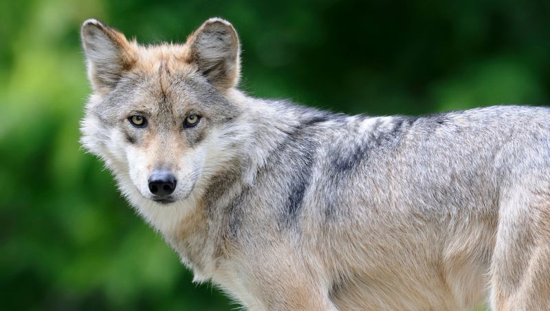 New Mexico's Mexican Gray Wolf