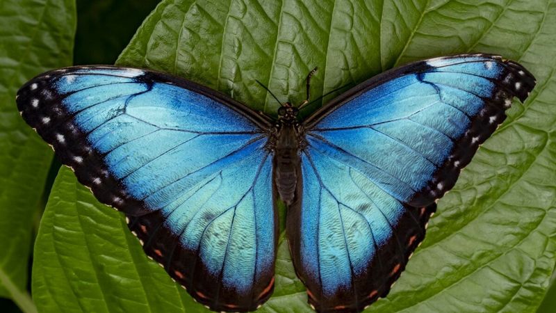 New Mexico's Giant Blue Morpho