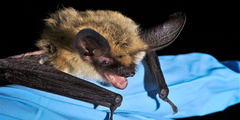 New Mexico's Carlsbad Bats