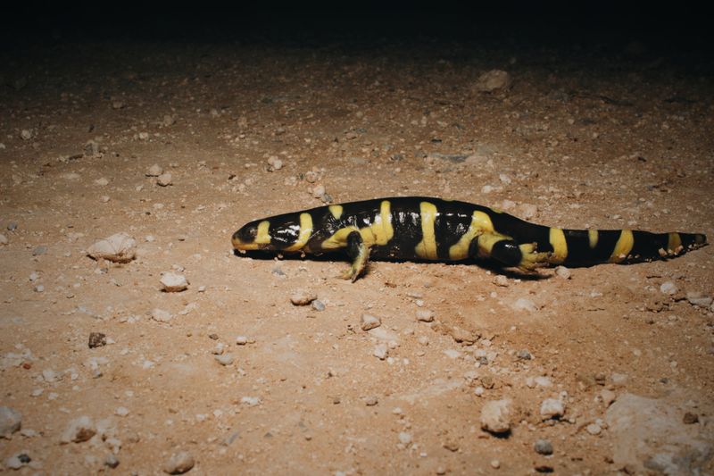 New Mexico's Desert Giant: Barred Tiger Salamander