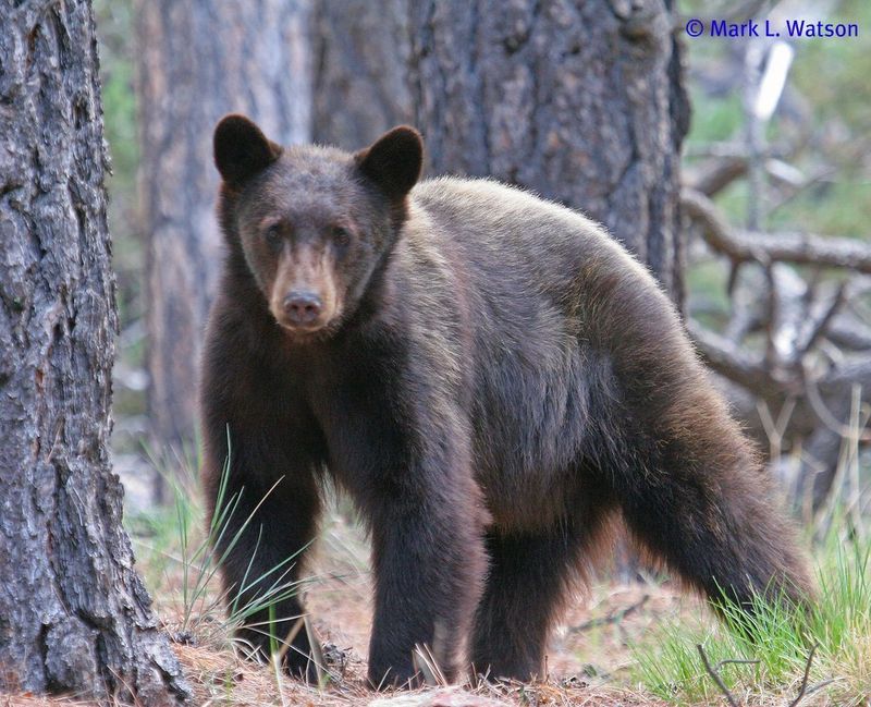 New Mexico Bear