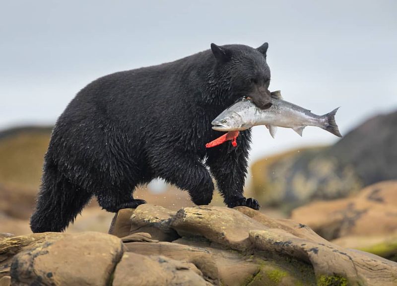 New Mexico - Black Bears