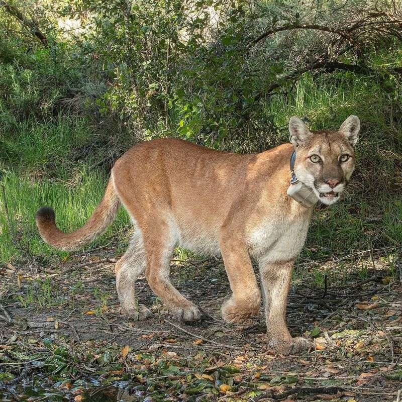 New Mexico - Cougar