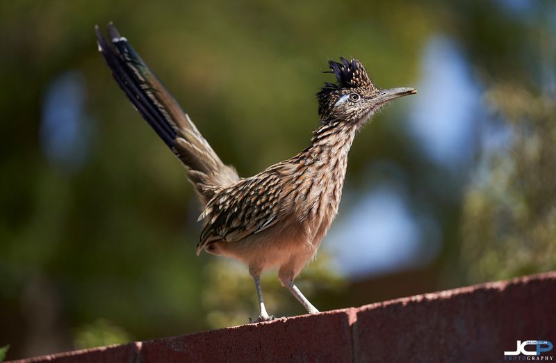 New Mexico - Roadrunner