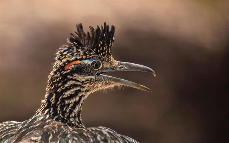 New Mexico: Roadrunner