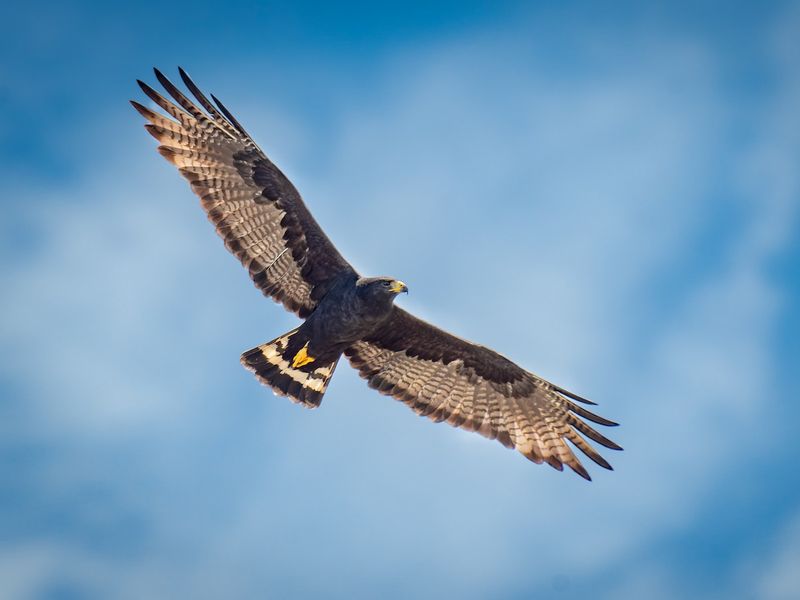 New Mexico - Zone-tailed Hawk