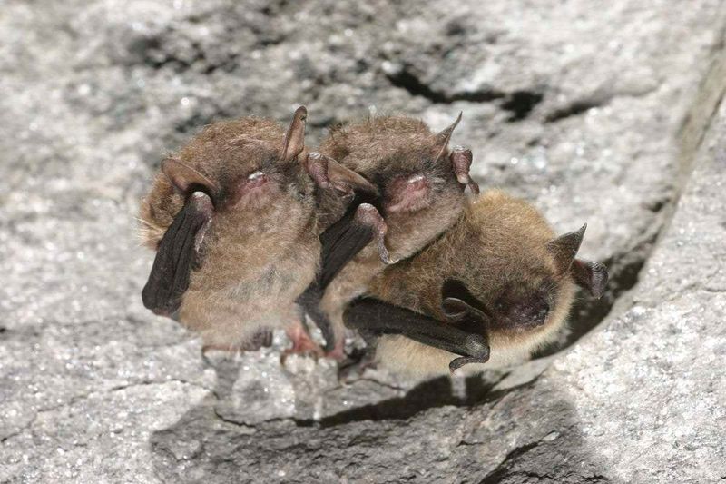 New York's Adirondack Bats