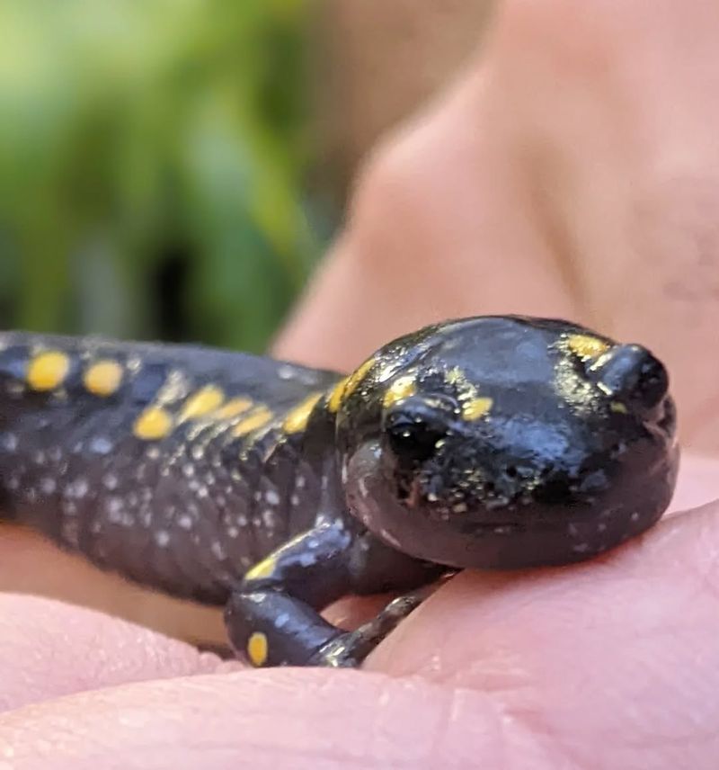 New York's Hidden Gem: Jefferson Salamander