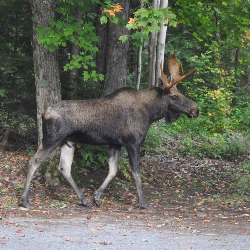 New York's Empire Moose