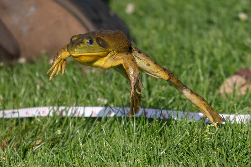 New York's Jumping Frogs