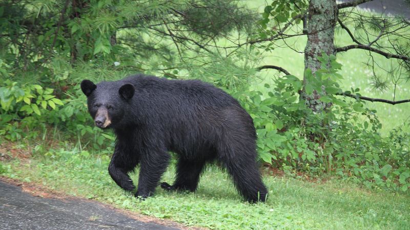 New York Bear