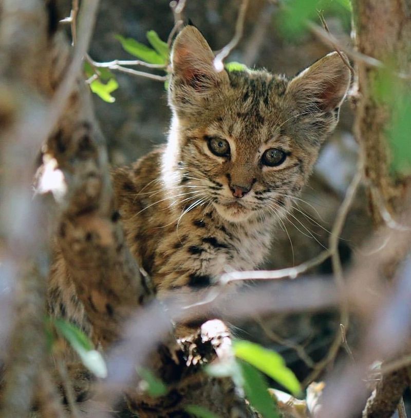 New York - Bobcat