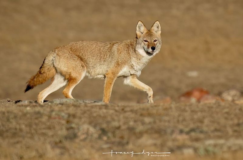 New York - Coyotes