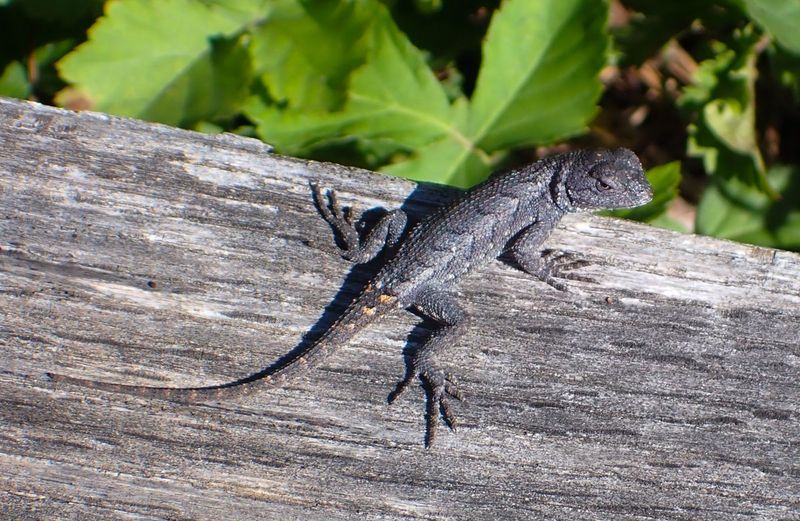 New York Eastern Fence Lizard