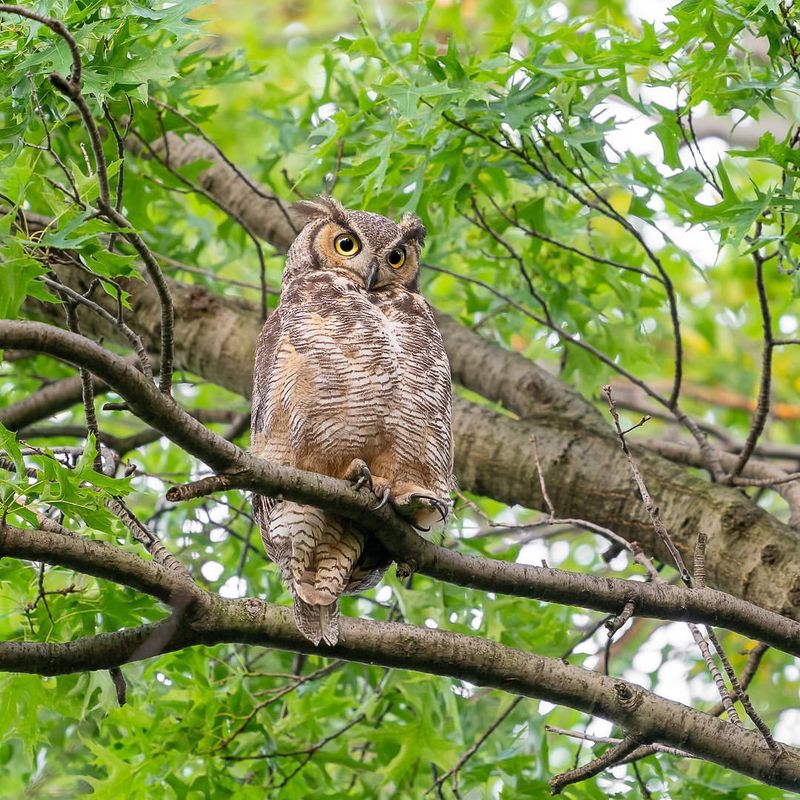 New York - Great Horned Owl