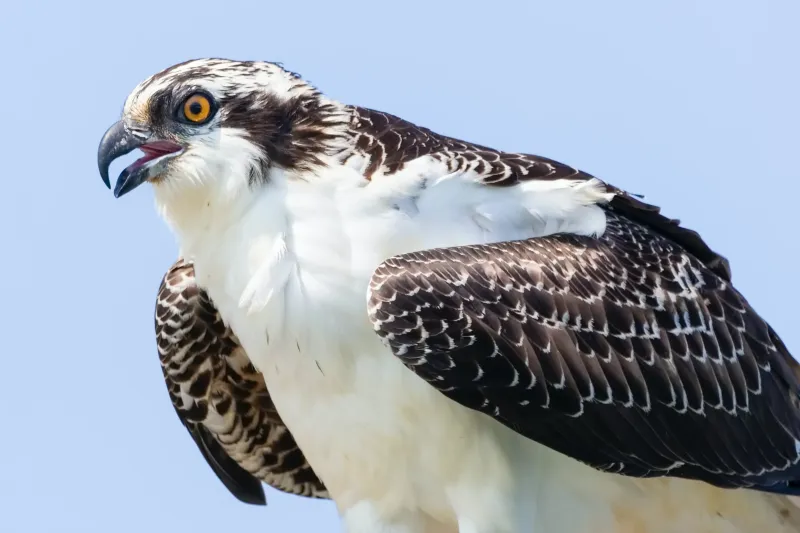 New York: Osprey