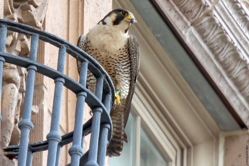 New York - Peregrine Falcon