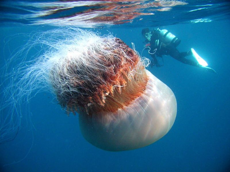 New York - The Colossal Nomura’s Jellyfish