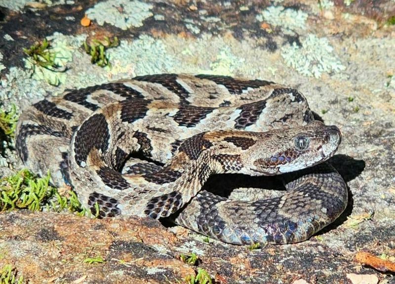 New York - Timber Rattlesnake