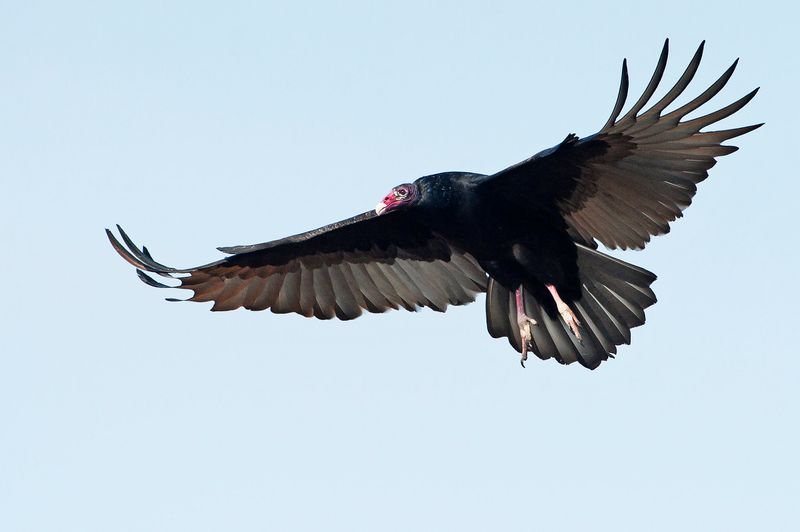 New York - Turkey Vulture