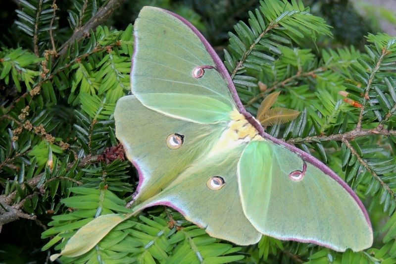 New York's Giant Luna Moth