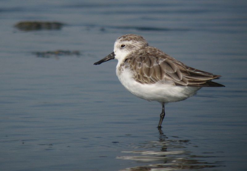 Spoon-Billed Sandpiper - Coastal Mudflats, Myanmar And Bangladesh