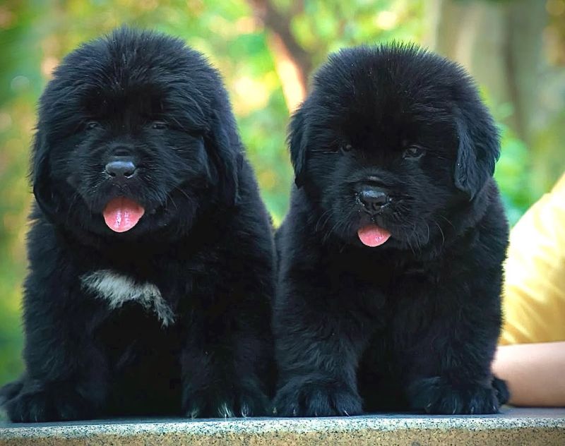 Newfoundland Puppy