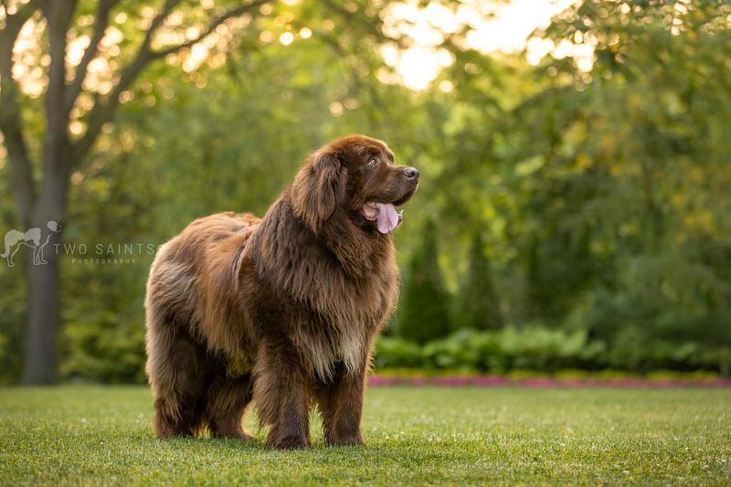 Newfoundland