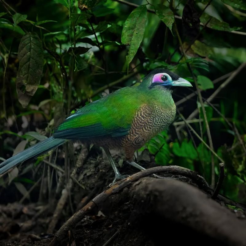 Sumatran Ground Cuckoo