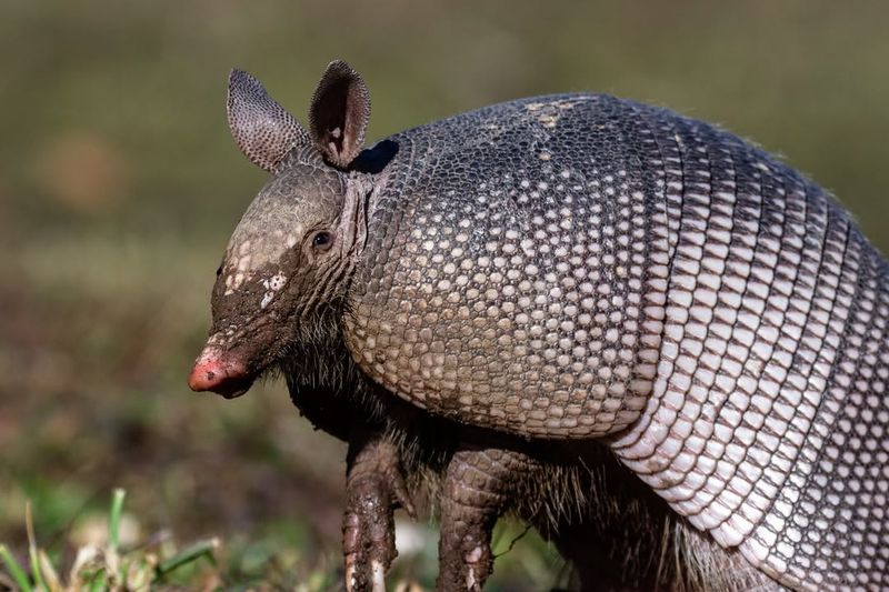 Nine-banded Armadillo