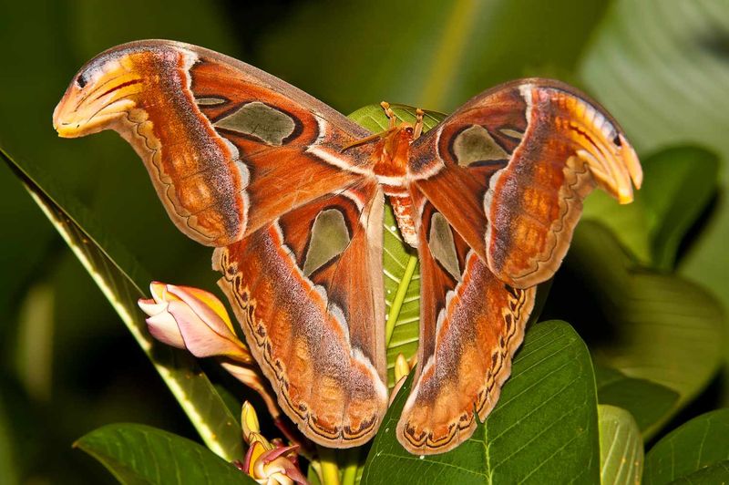 Silk Cocoon Architect