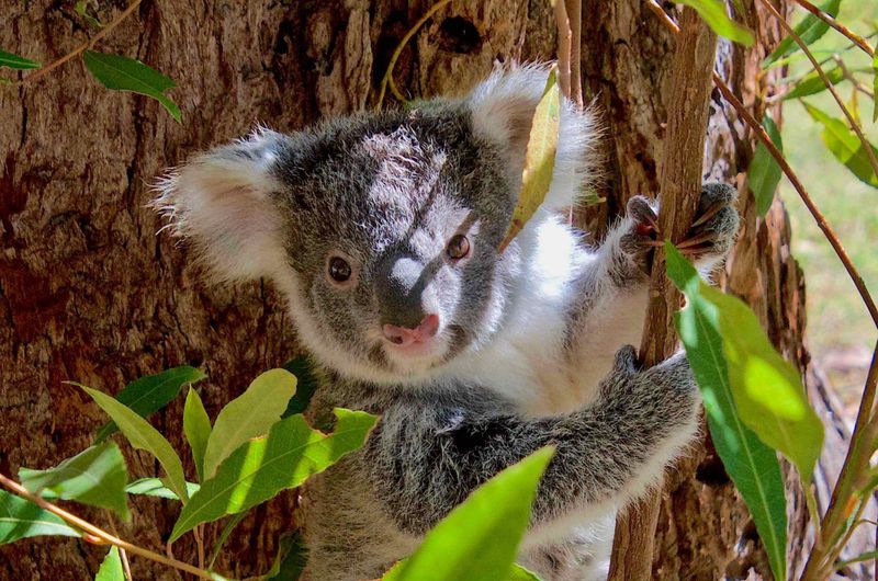 Noosa National Park, Australia