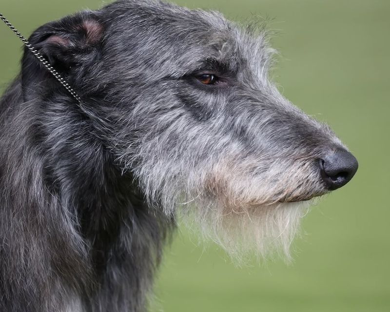 Nordic Wolfhound