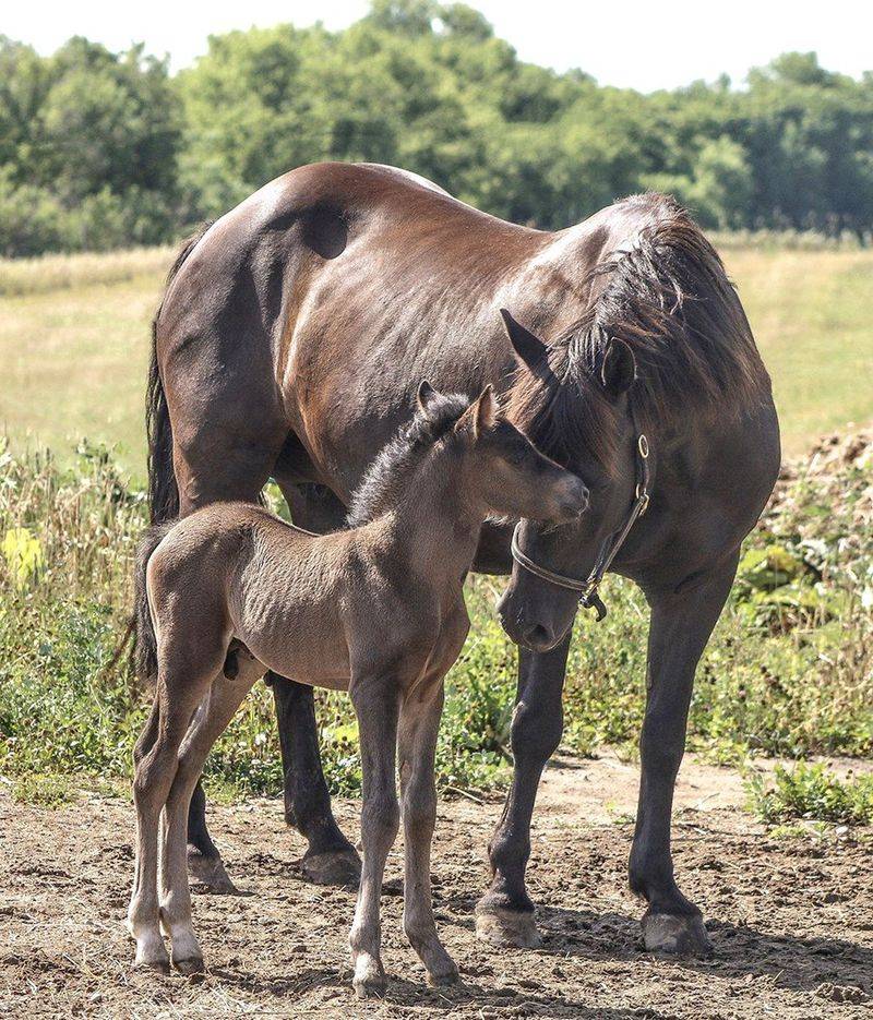 Canadian Horse