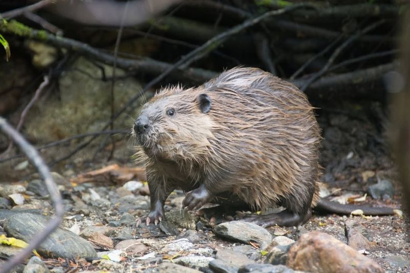 North American Beaver