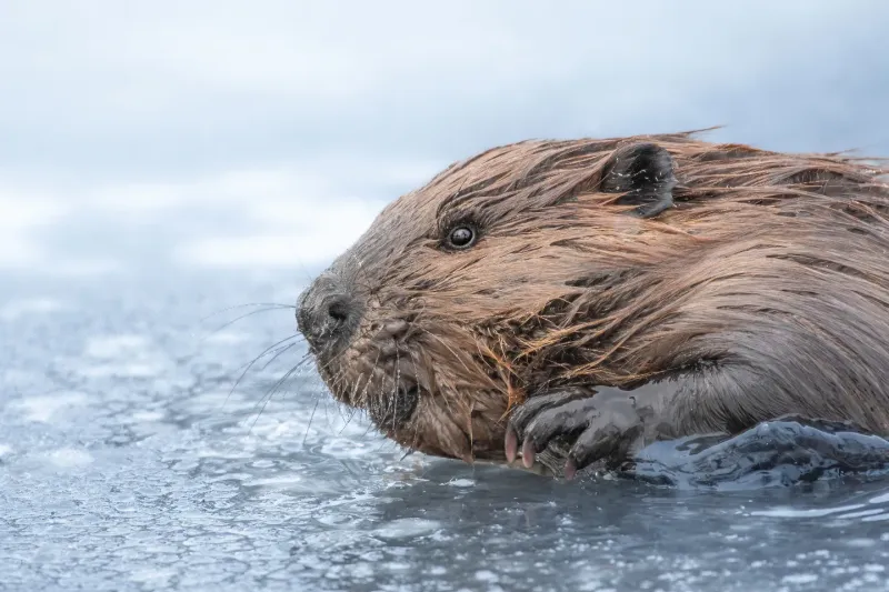 North American Beaver (Oregon)