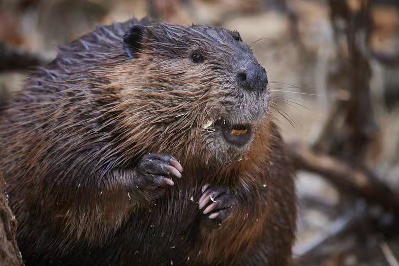 North American Beaver