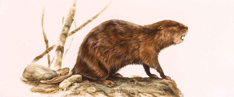 Giant Beaver